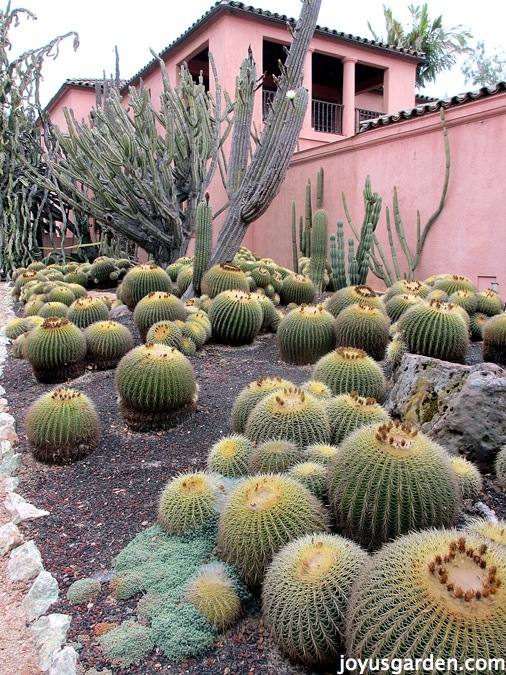 Lotusland Tour: Bromeliads, Cacti, and Euphorbia Gardens