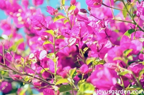 Bougainvillea, So Much More Than Just A Vine