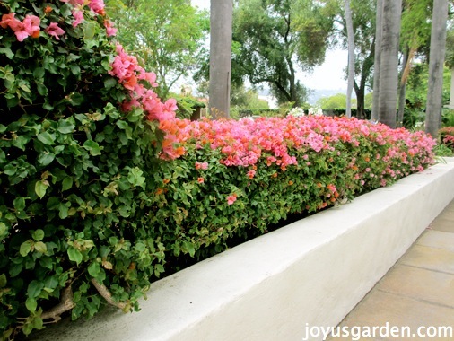 Bougainvillea, So Much More Than Just A Vine