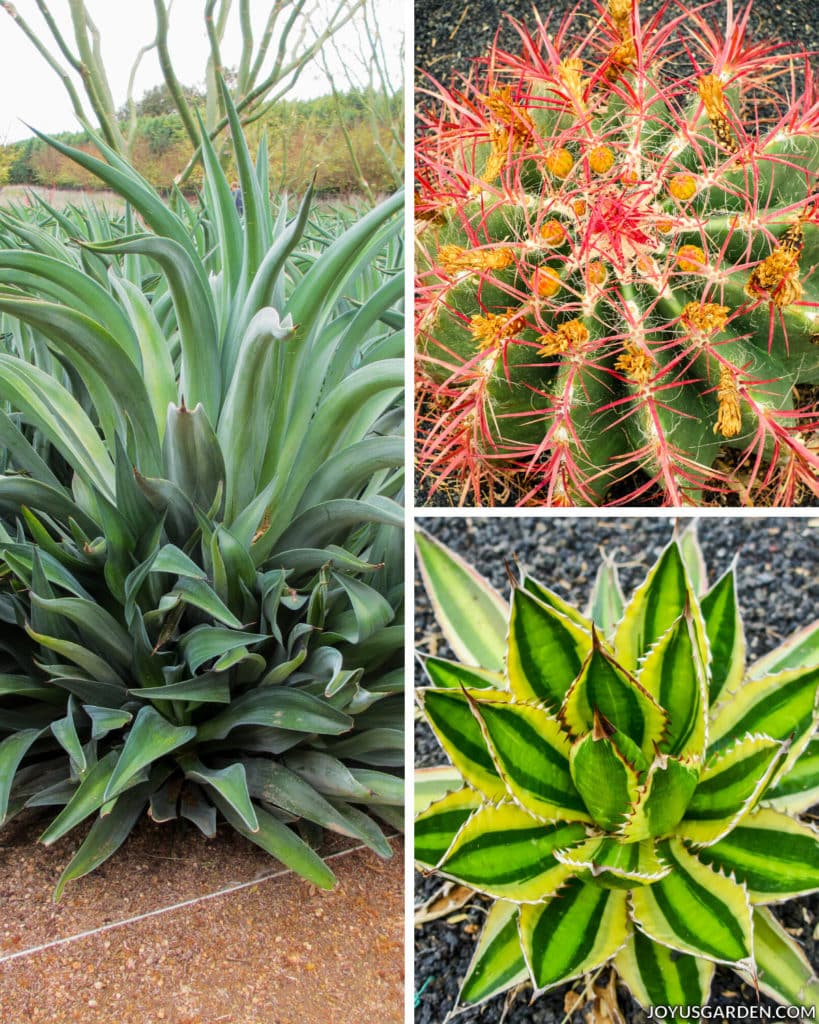 a collage consisting close ups of three different types of interesting cacti plants