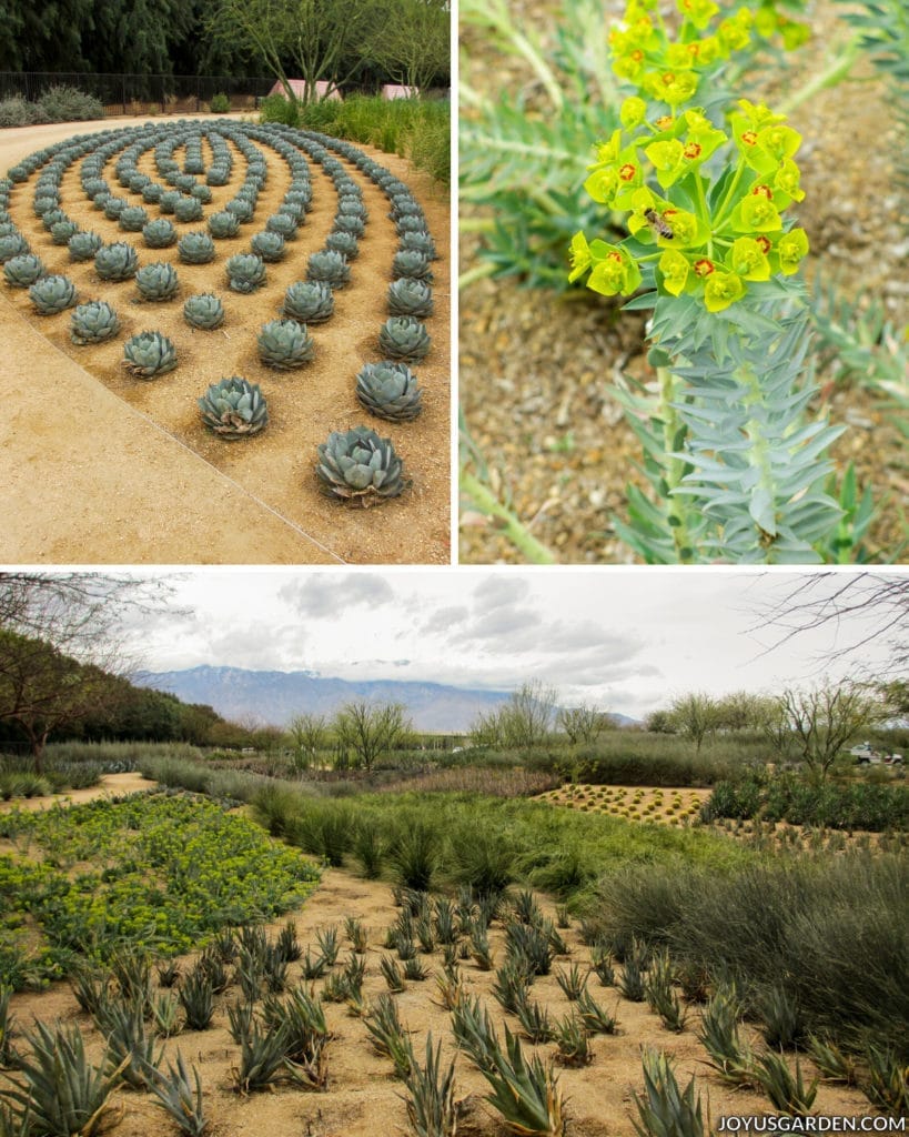 a collage consisting of a landscape view of the cactus garden with mountains in the distance, a close up of a succulent with yellow flowers, and some agaves planted in a geometric pattern