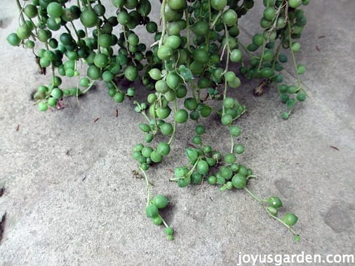 Propagating A String Of Pearls Plant Made Simple