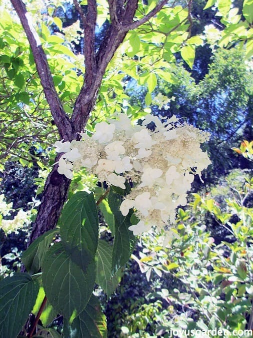 Hydrangea in the garden