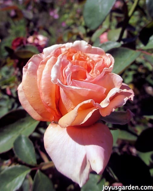 Beautiful sunset tea rose