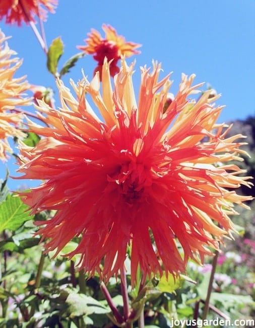 A gorgeous red-orange Dahlia