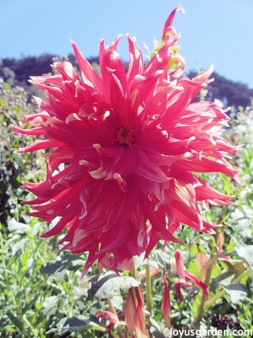 Amazing thistle Dahlia
