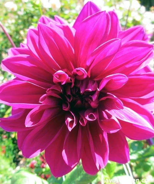 A Thomas Edison Dahlia