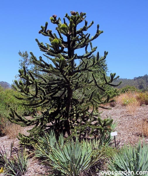 South African garden