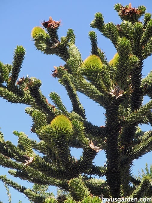 Monkey Puzzle tree in the South African garden