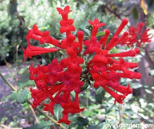 Bouvardia ternifolia, or Firecracker Bush or Hummingbird Flower, in the Mexico/Central American garden