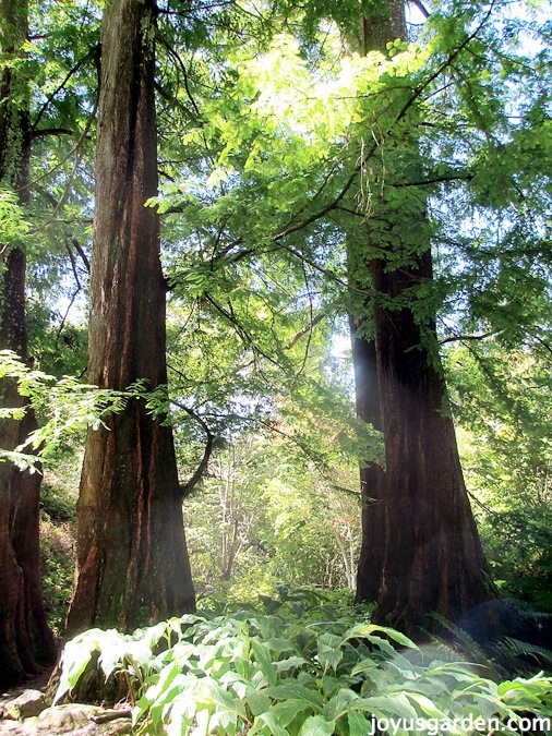 Beautiful Redwoods- the state tree