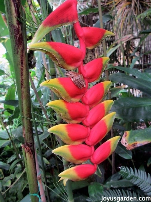 Hanging Haleconia in the tropical house