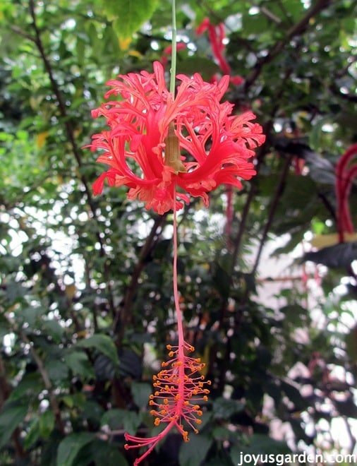 Hibiscus schizopetalus, or Coral Hibiscus, in the tropical house