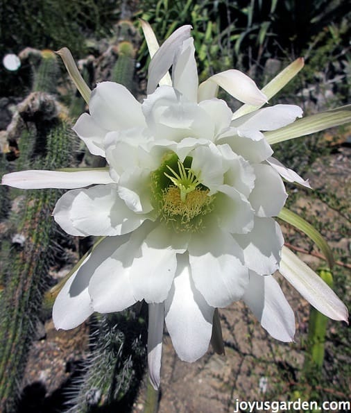 Echinopsis lamprochlora, or Green torch, putting out a bloom in the New World desert garden