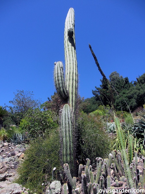 Echinopsis terscheckii, or Argentine Saguaro, in the New World desert garden