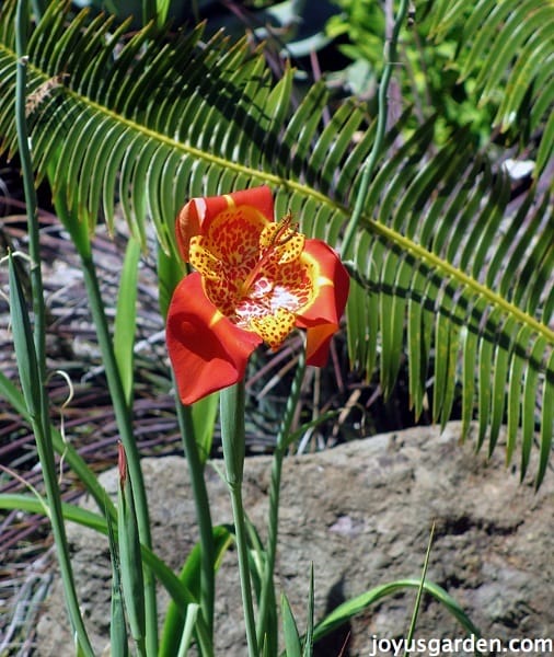This tiger flower was just outside the carnivorous plant house