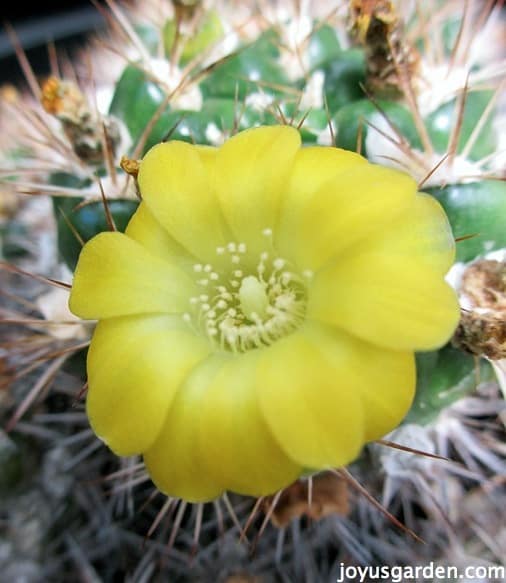 Weinsartia hediniana in the arid house