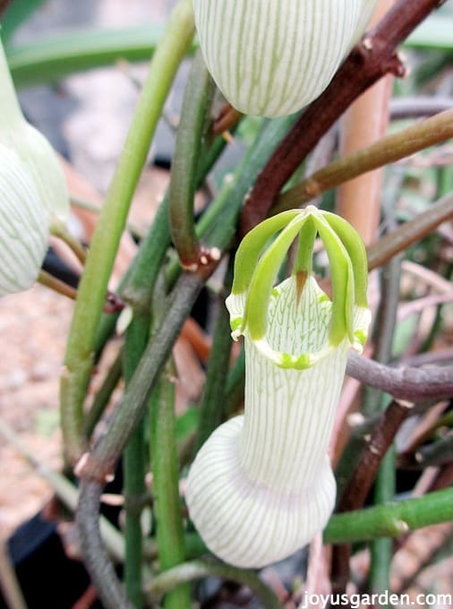 Ceropegia ampliata, or bushman's pipe or condom flower (interesting name!), in the arid house