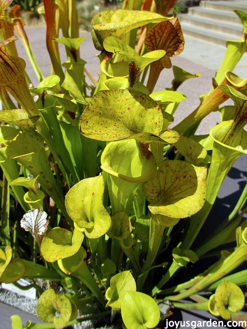 Sarrancenia flava var.ornata or yellow pitcher plants