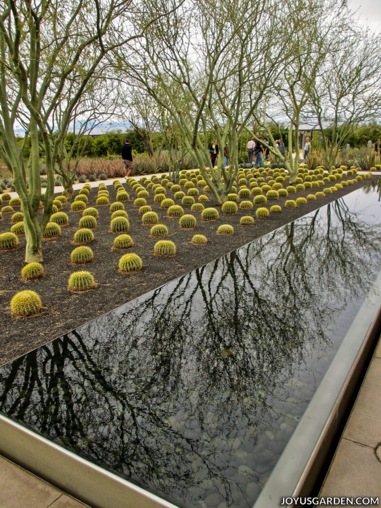 a long narrow water feature next to cacti and trees with people in the background