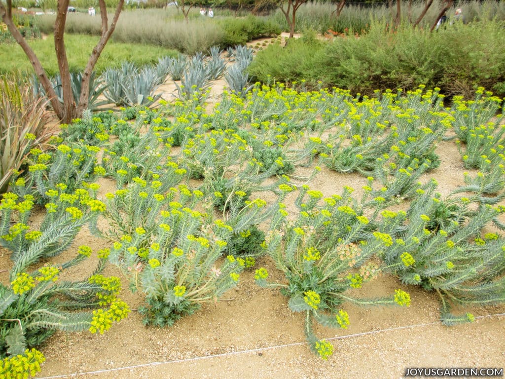 a garden of desert plants showcasing green succulents  with yellow flowers in the foreground