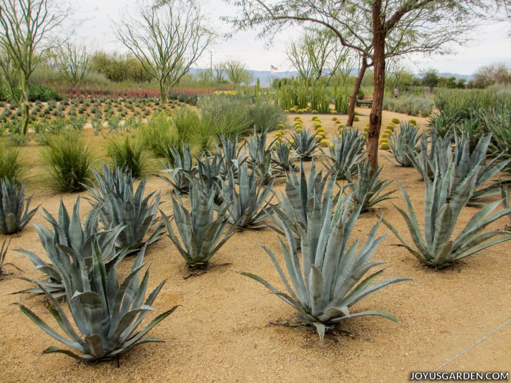 masses of desert plants cacti and trees