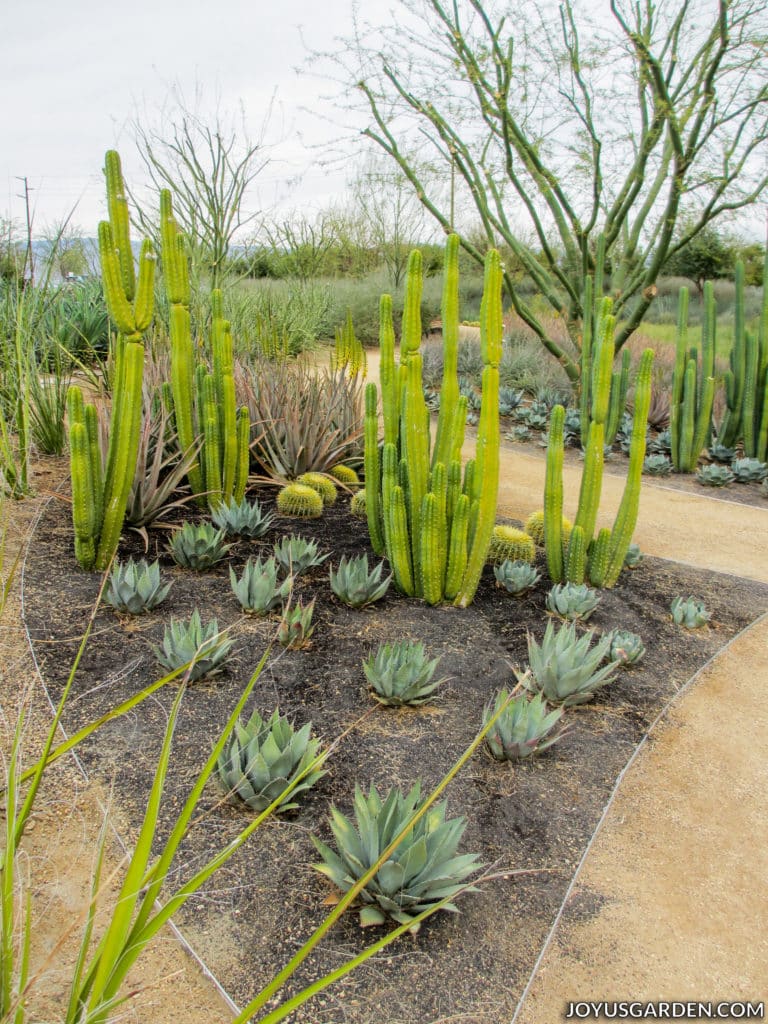 different types of cacti in a desert garden with walkways