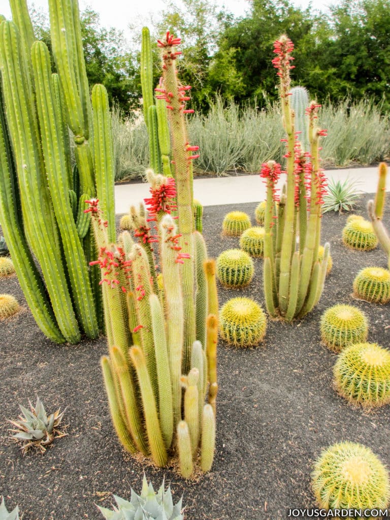 a cactus with red pink flowers surrounded by three other types of cactus, some short, some tall