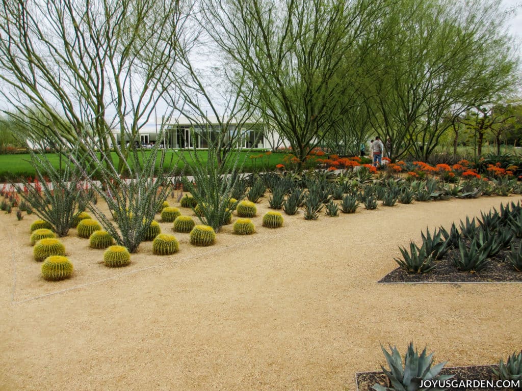 a dirt walkway in a modern cactus garden