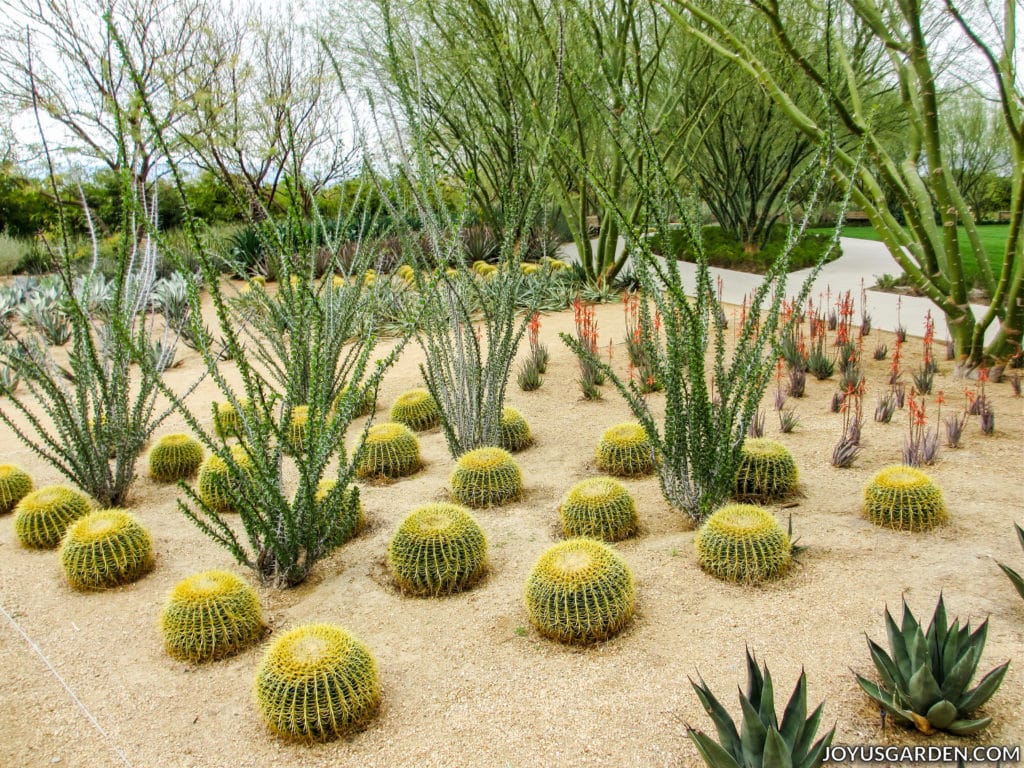 a modern cactus garden with different types of plants
