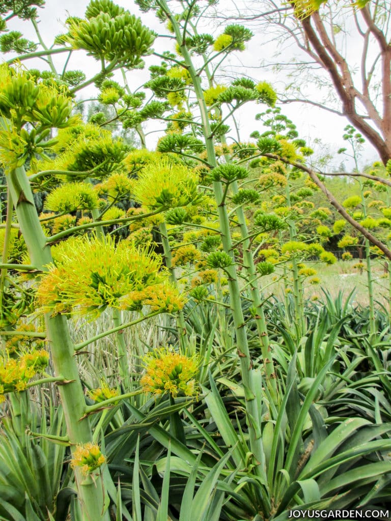 a close up of agave plants with tall chartreuse flowers