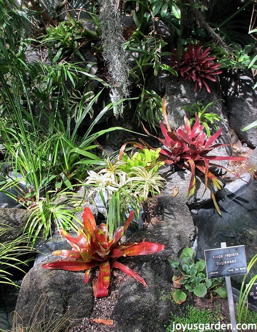 bromeliads and spanish moss (which is also a bromeliad) 