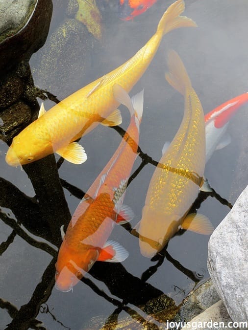 The Japanese Friendship Garden