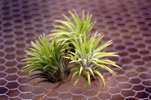 Unique tillandsias