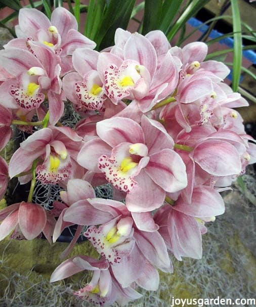 A Bounty Of Beautiful Cymbidium Orchids,When Are Figs In Season