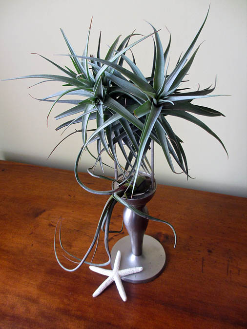 Using a candlestick with the tillandsias