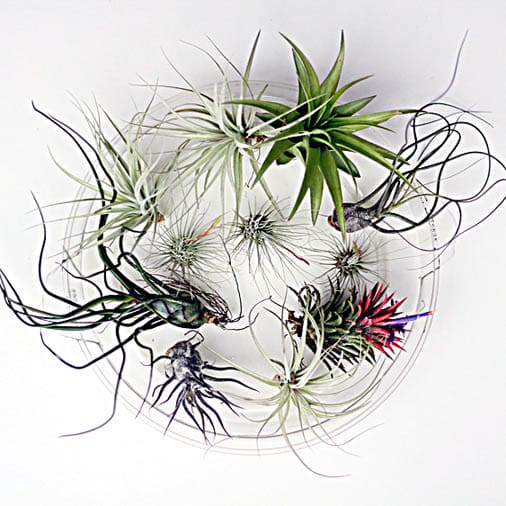 Creating With Tillandsias