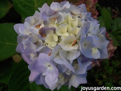 Flower Friday:  Blue Hydrangeas