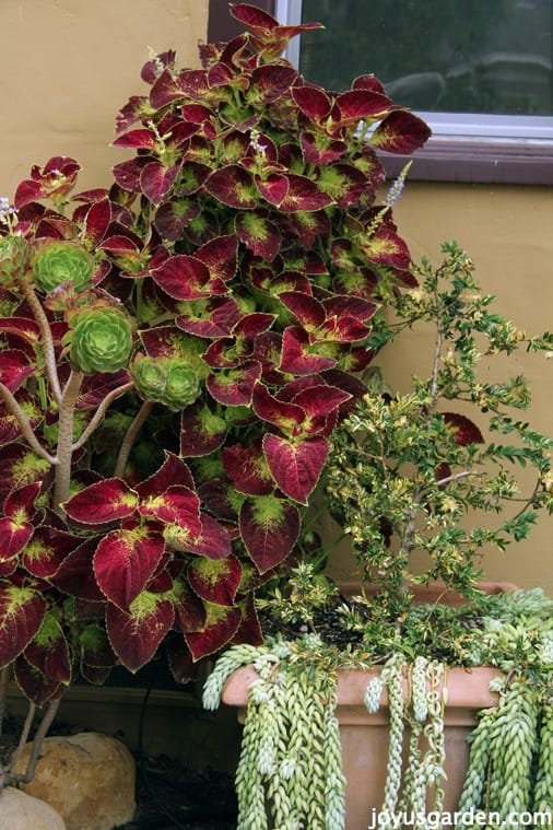 My Huge Coleus "Dipped In Wine"