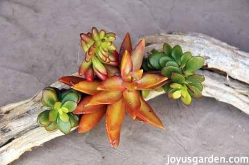 driftwood art with tillandsias & succulents