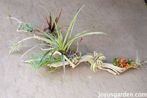 An Easy Piece Of Art With Driftwood, Tillandsias & Succulents