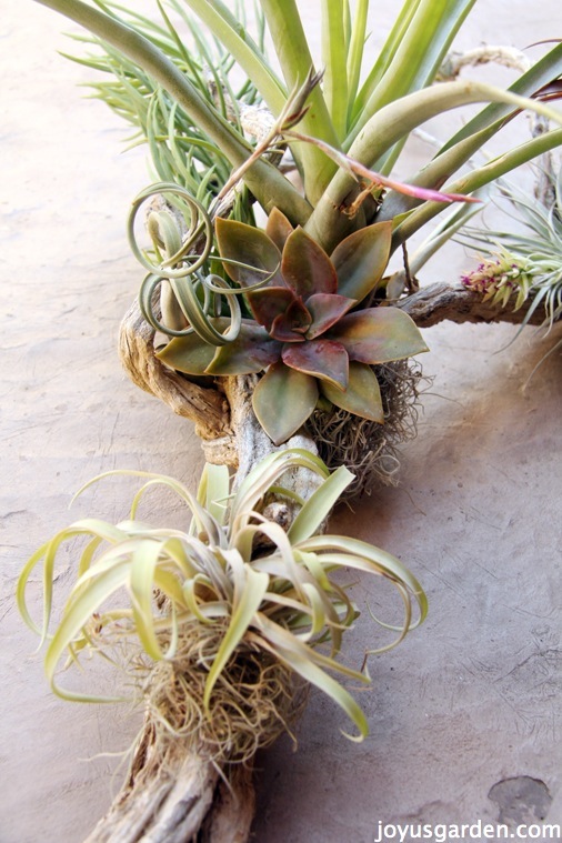An Easy Piece Of Art With Driftwood, Tillandsias & Succulents