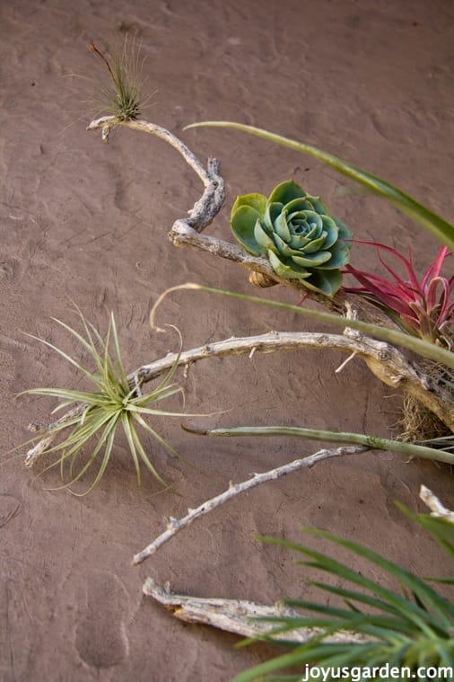 16 NonToxic Plants for Cats to Add to Your Houseplant Collection Now