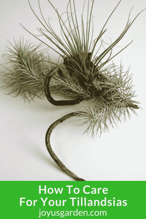 How to Care for Tillandsias (Air Plants)