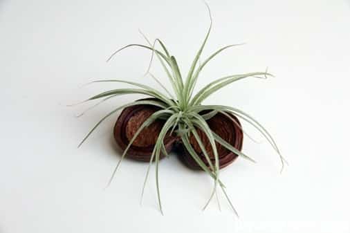 Ways to style your air plants