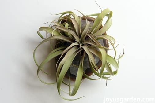 Easy Air Plant Adornments