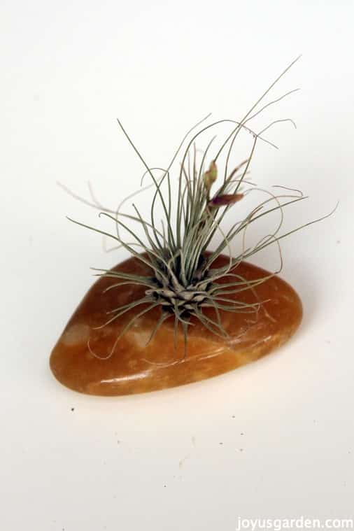 Air plant with polished rock
