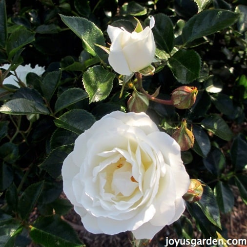  White Roses