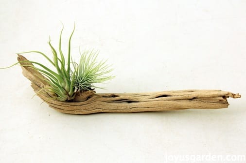 Air plant in driftwood