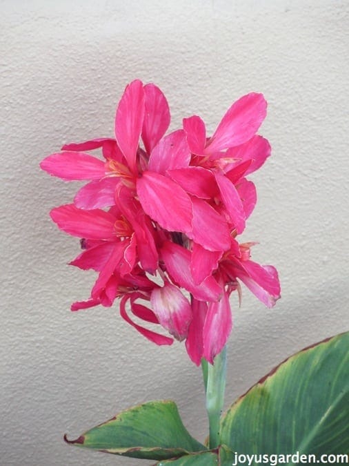 Canna Lilies Photographs